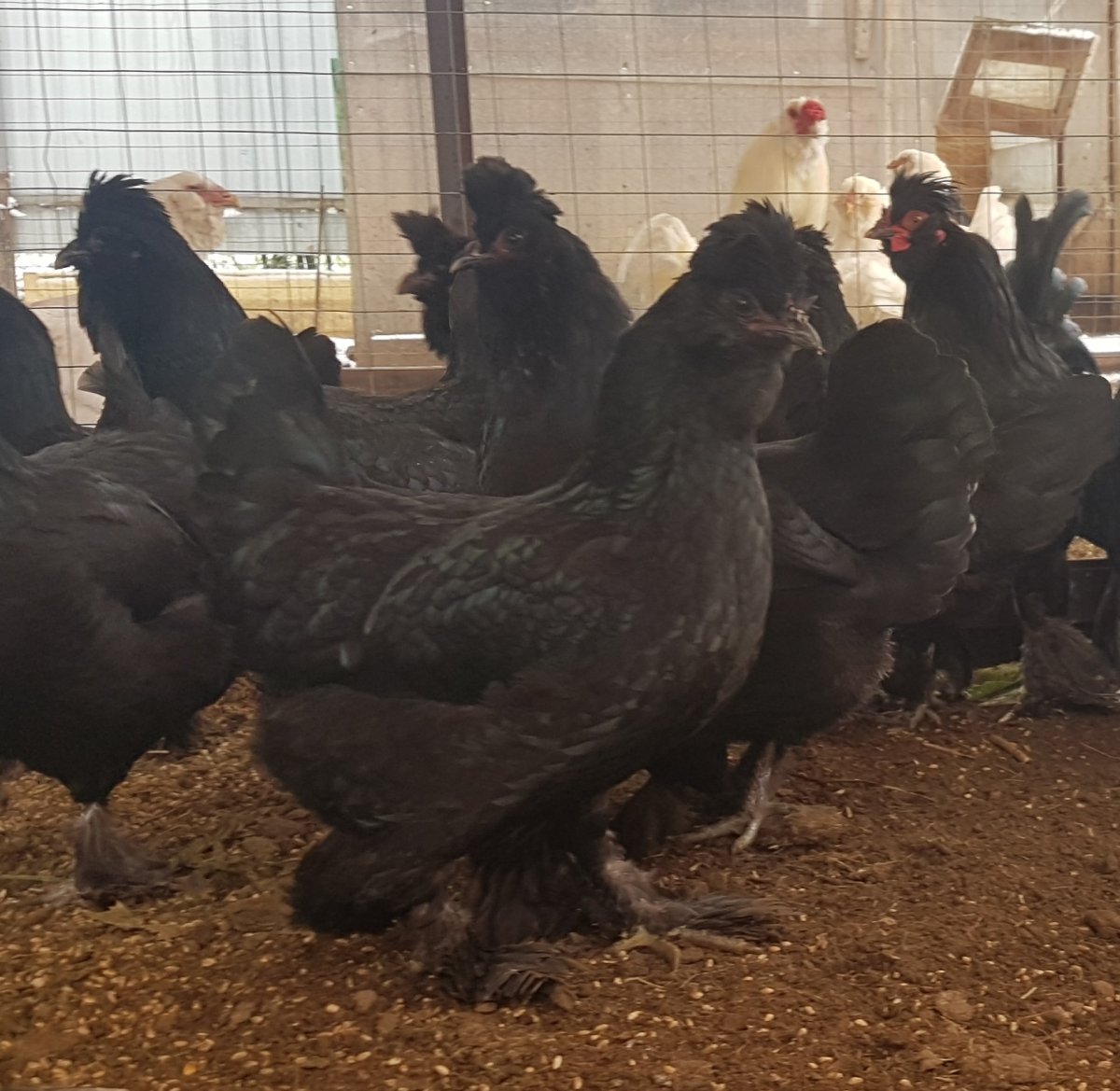 Цыплята сибирской мохноножки