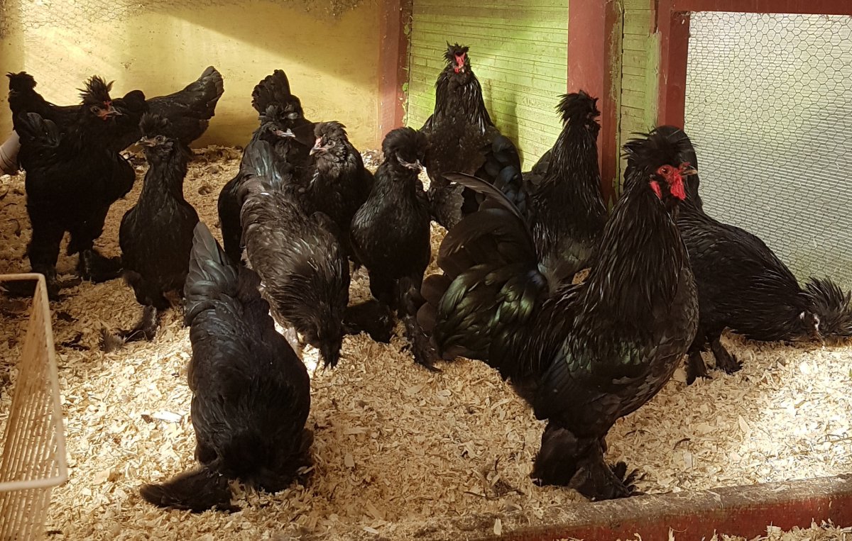 Сибирская мохноножка порода