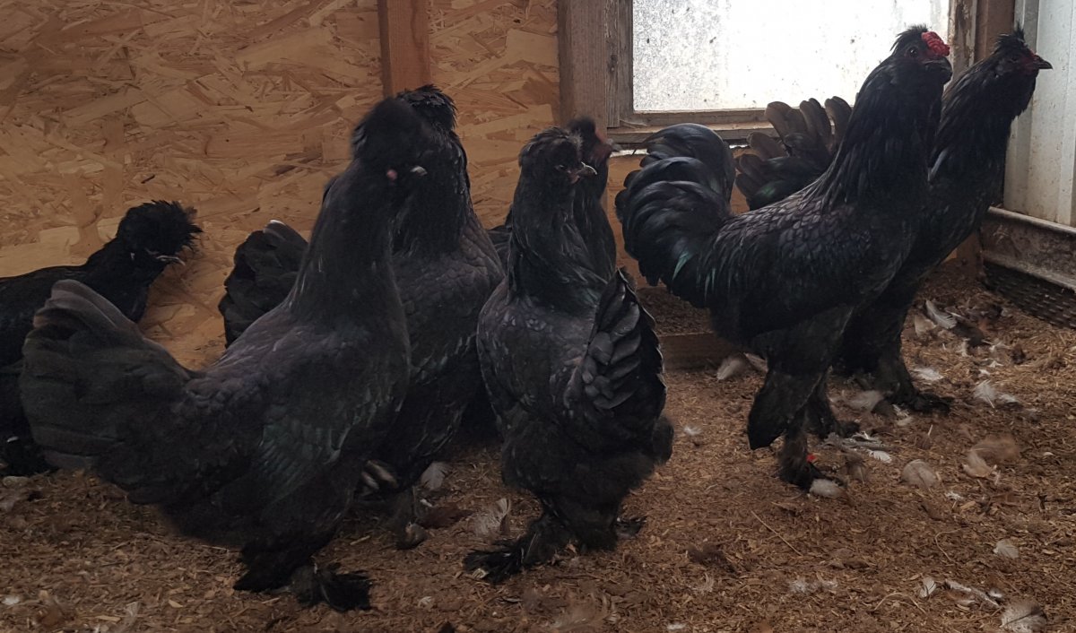 Сибирская мохноножка с рыжими вкраплениями