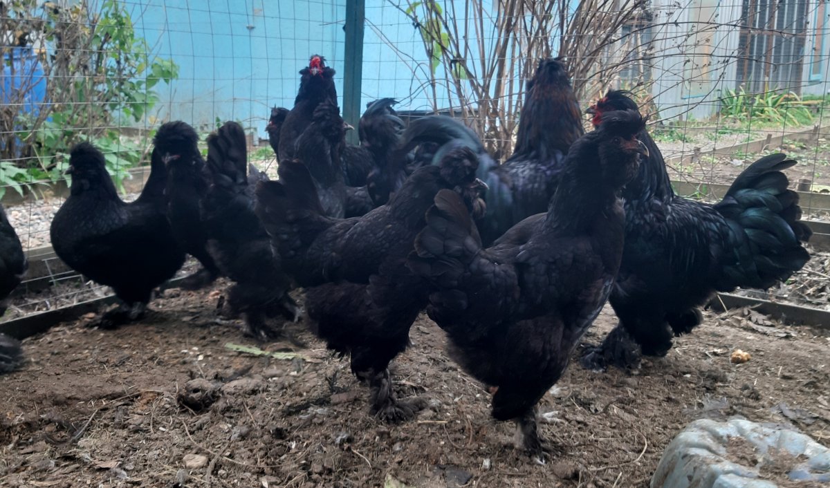 Цыплята сибирской мохноножки