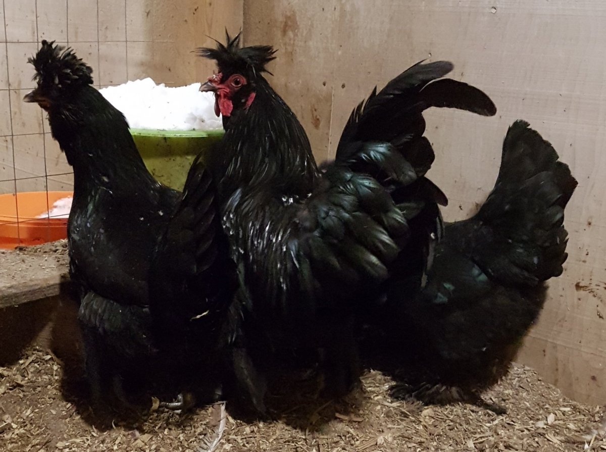 Сибирская хохлатая мохноножка