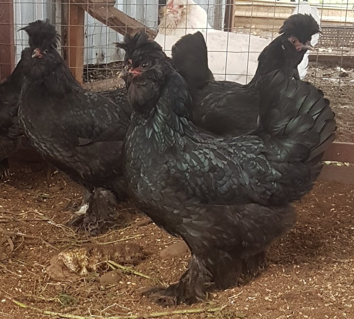 Сибирская мохноножка курица