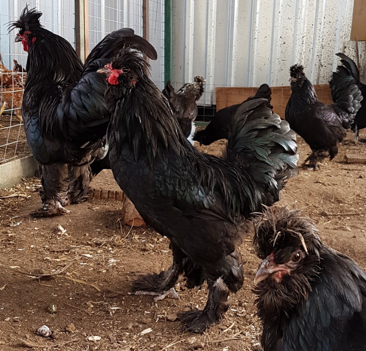 Куры Сибирская мохноножка