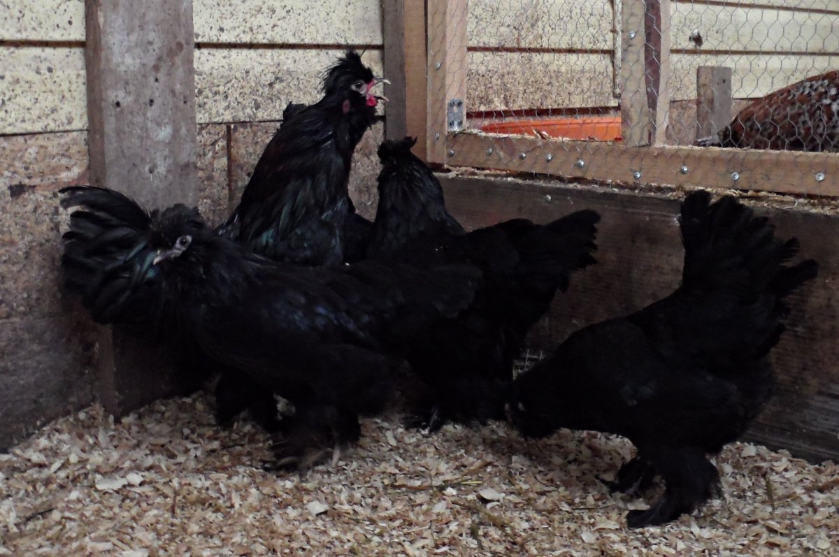 Курица мохноногая порода