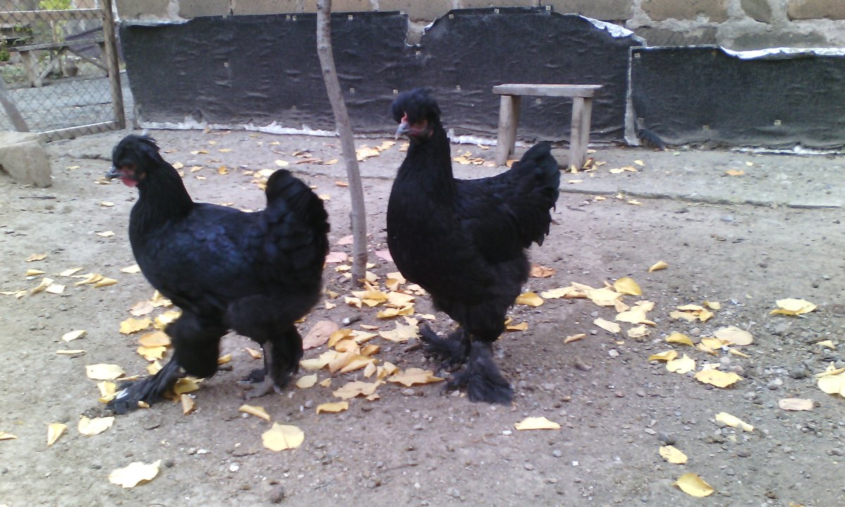 Сибирская мохноножка петух