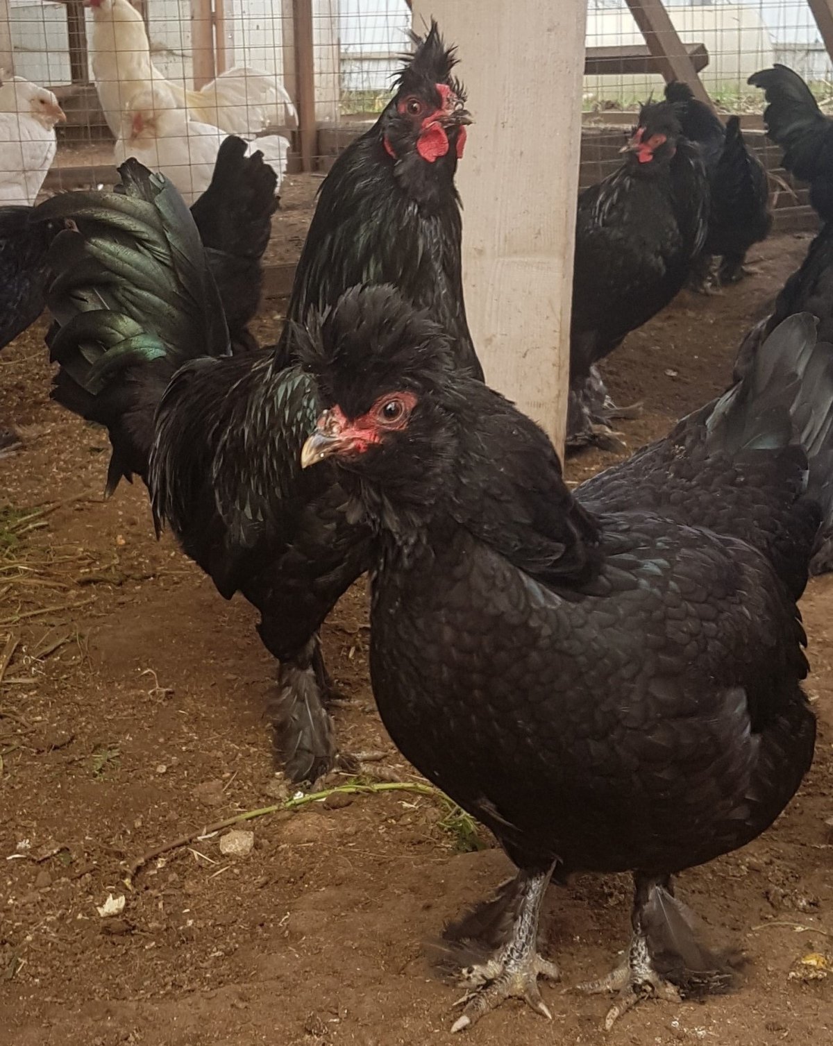 Куры ушанка лохмоногая