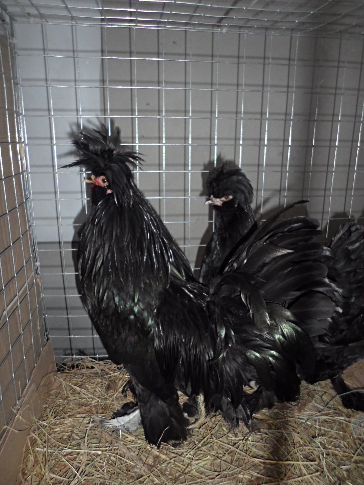 Сибирская мохноножка