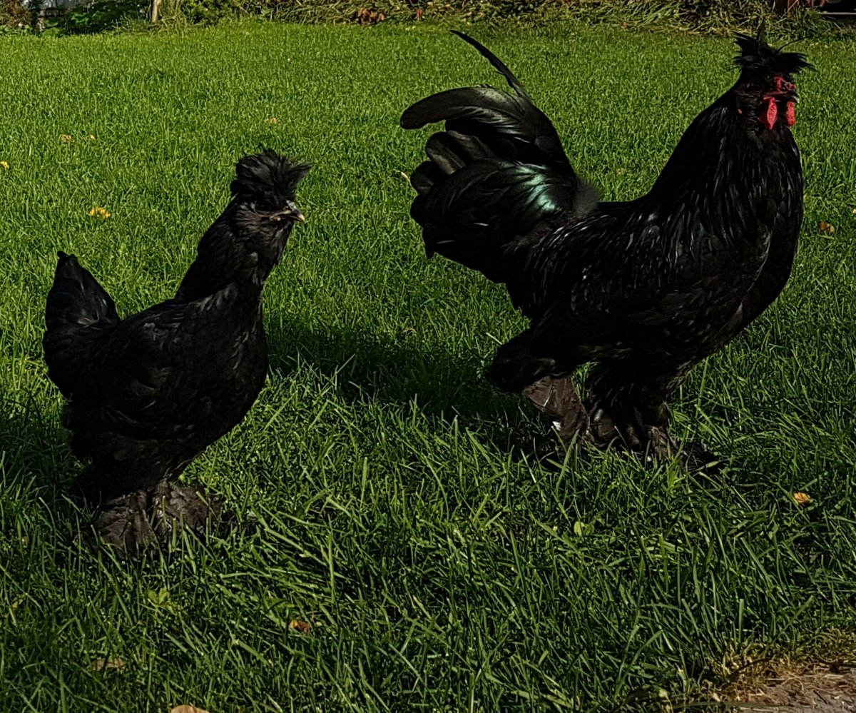 Мохноножка курица