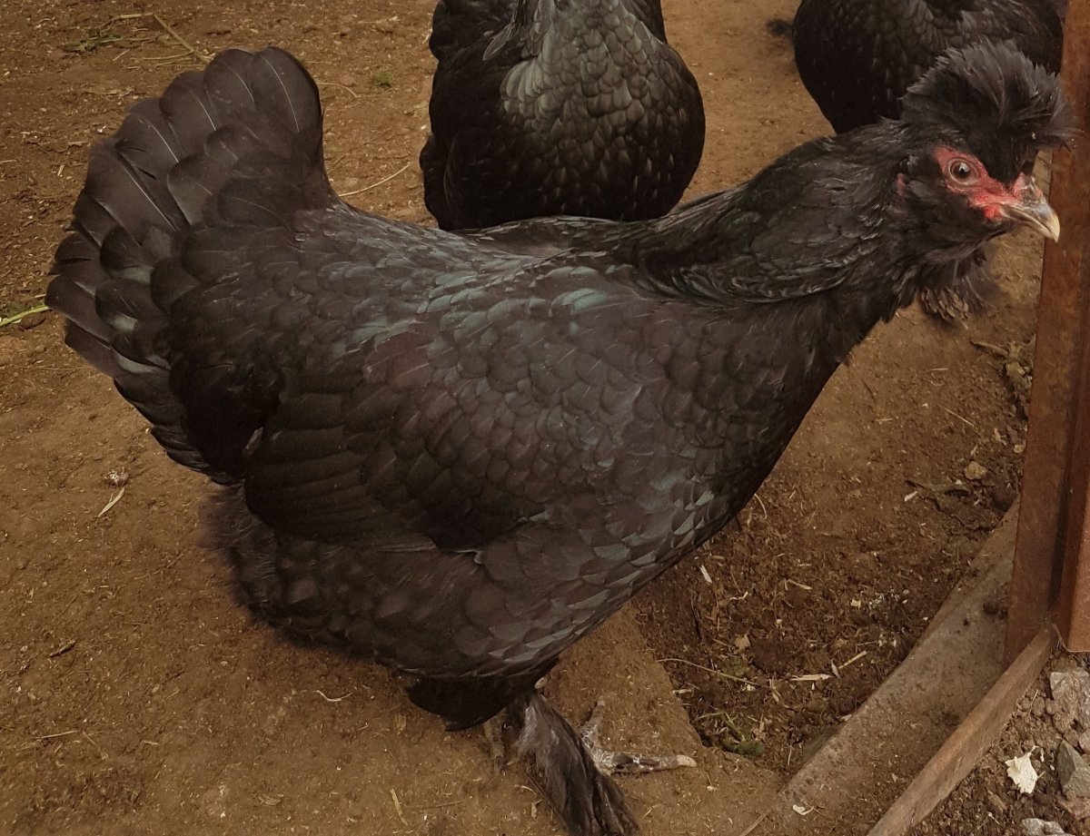 Загородная жизнь кура Сибирская мохнатая