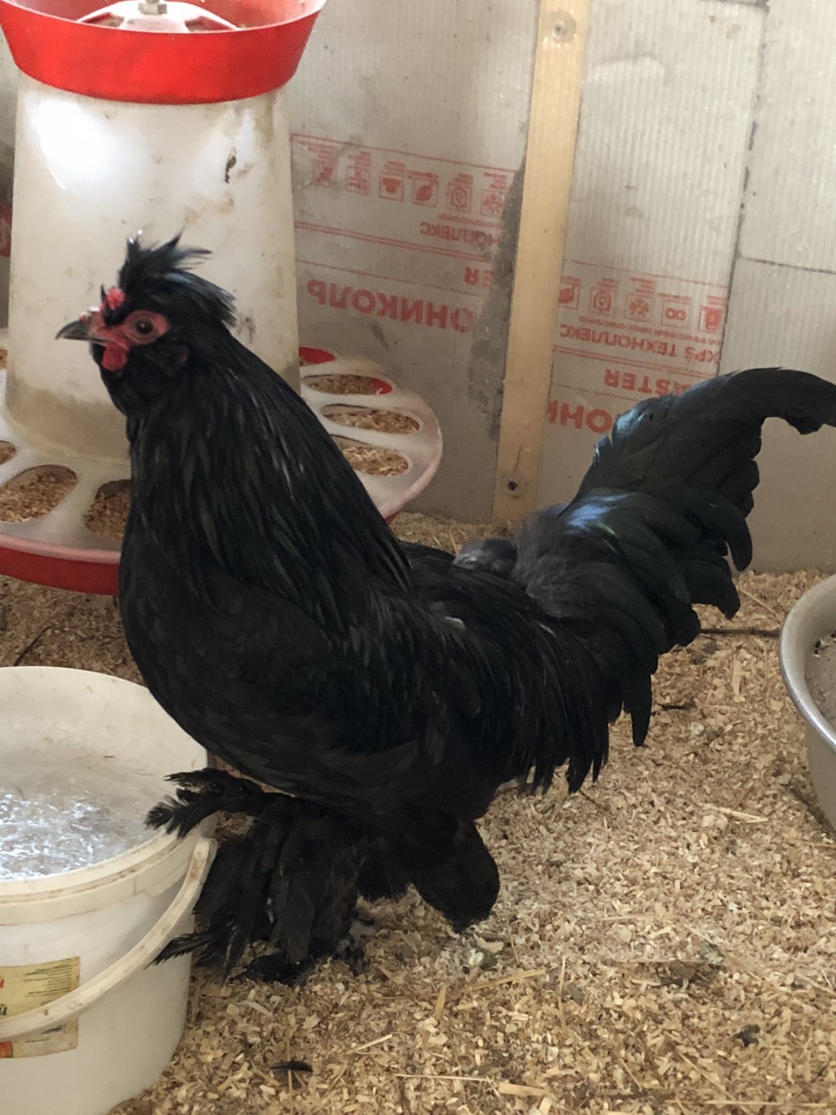 Сибирская лохмоногая порода