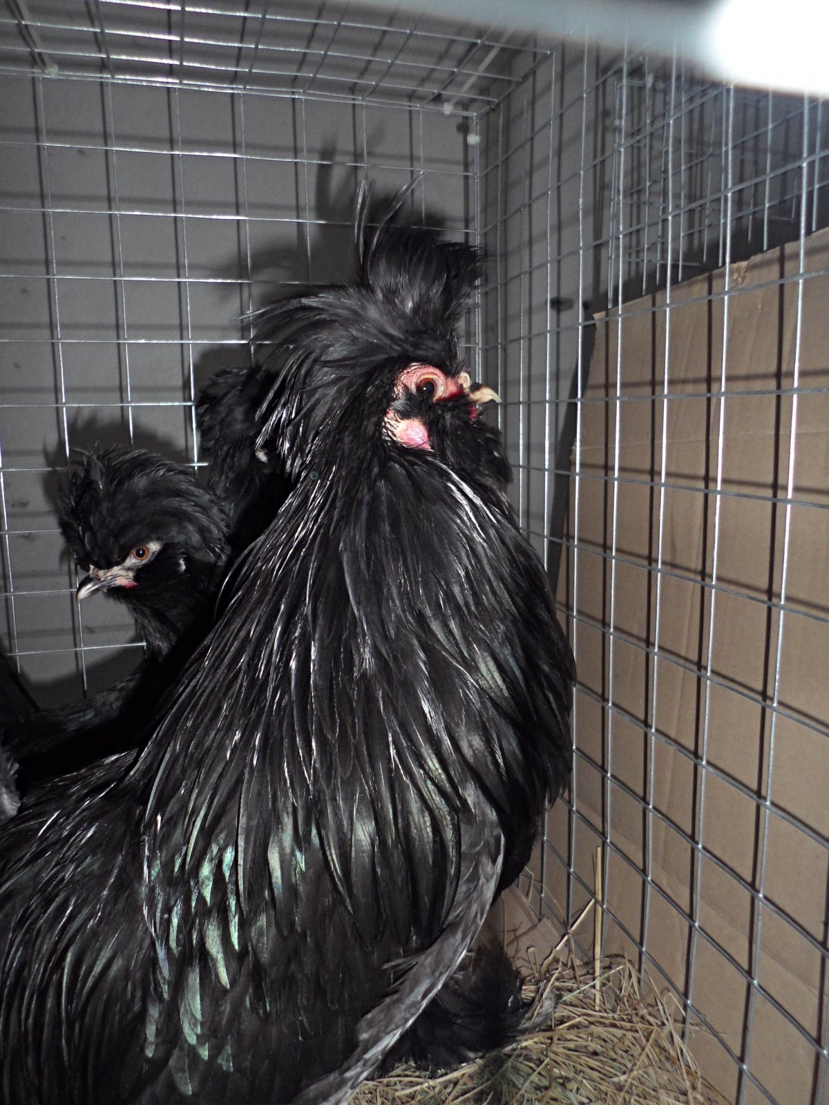 Порода кур сибирская мохноножка