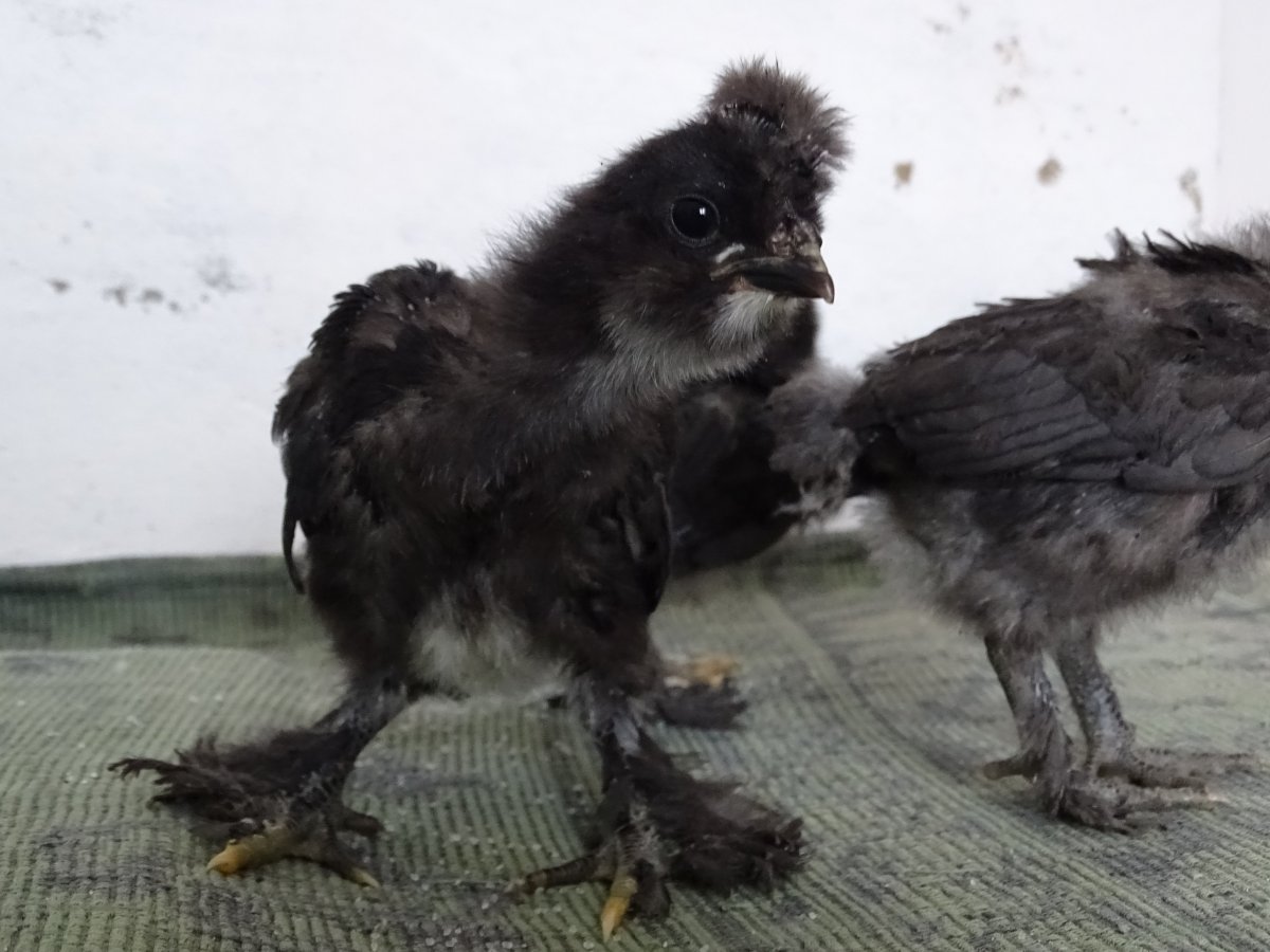 Сибирская хохлатая мохноножка