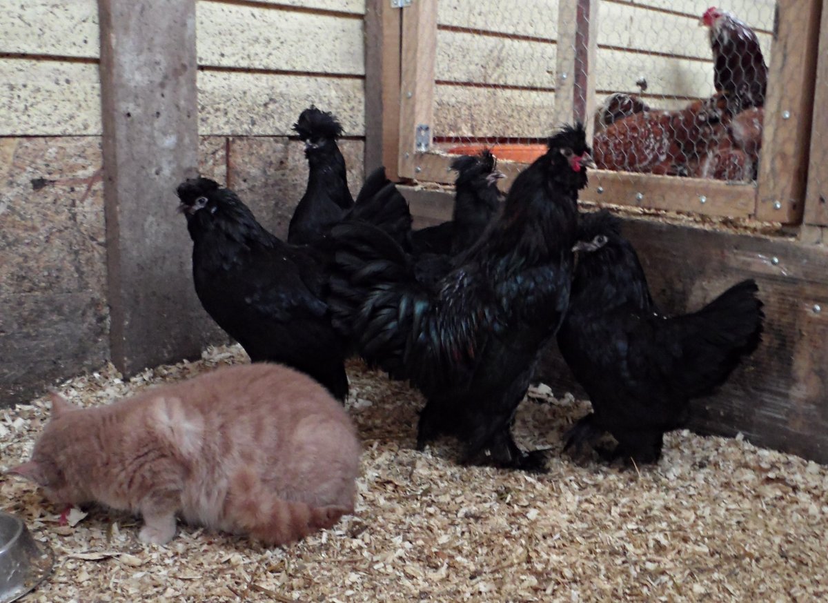 Бентамка мохноногая