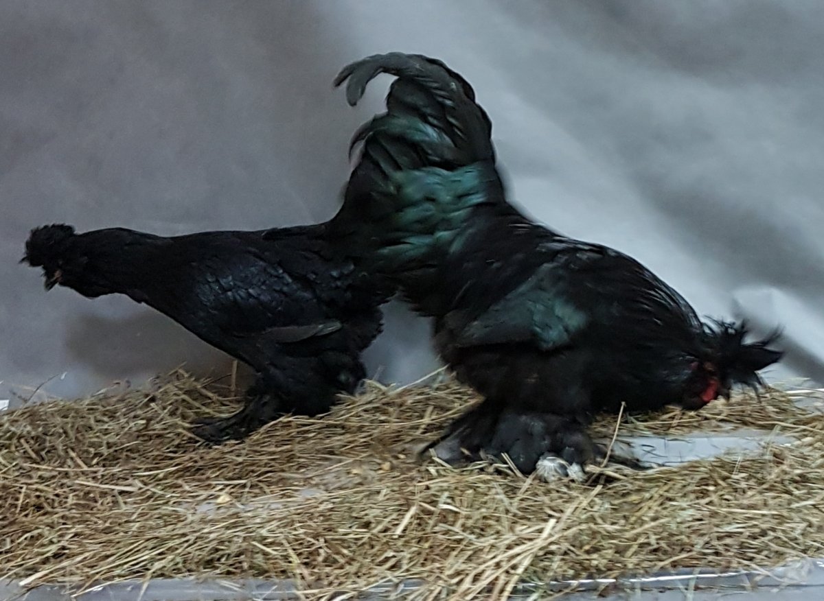 Сибирская мохноногая курица