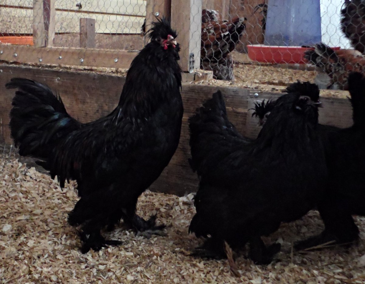 Куры Сибирская мохноножка