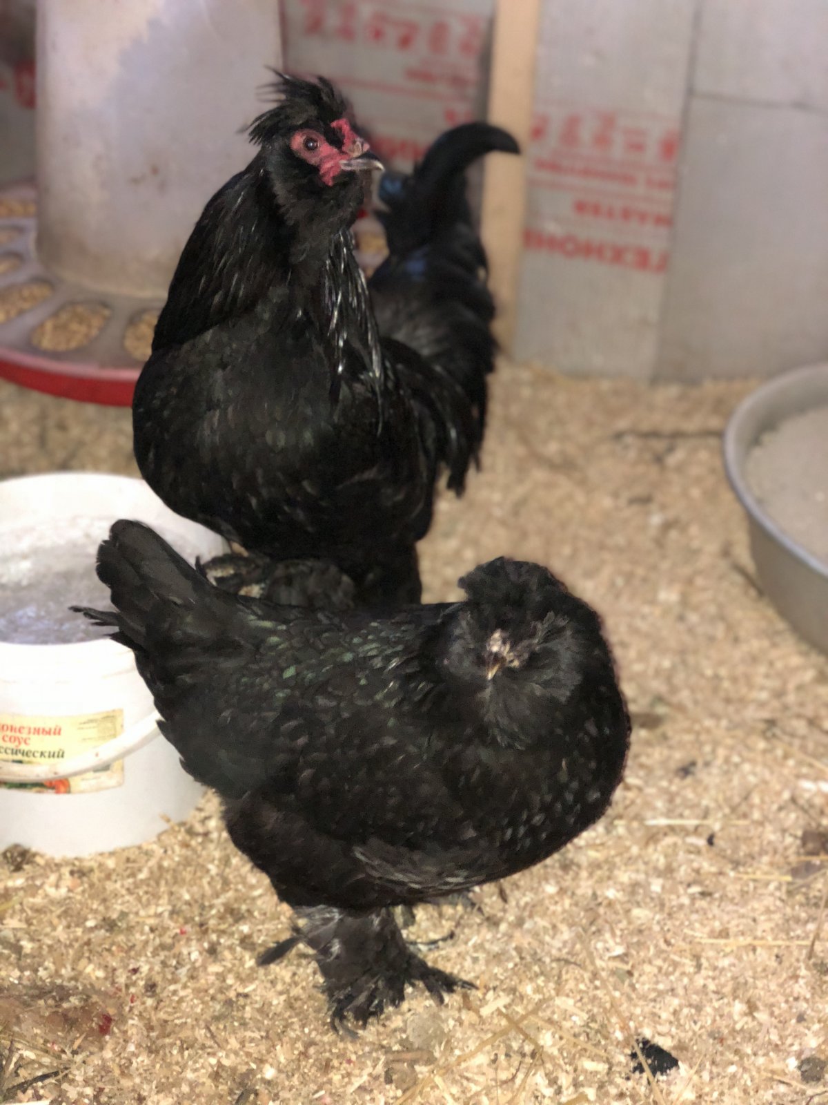 Куры Доминанты мохноногие