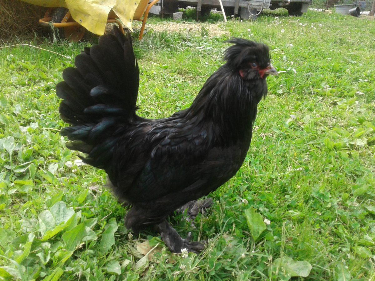 Сибирская мохноножка курица