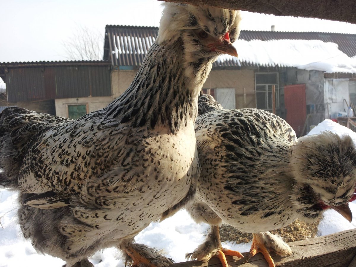 Черная курица порода мохнолапые