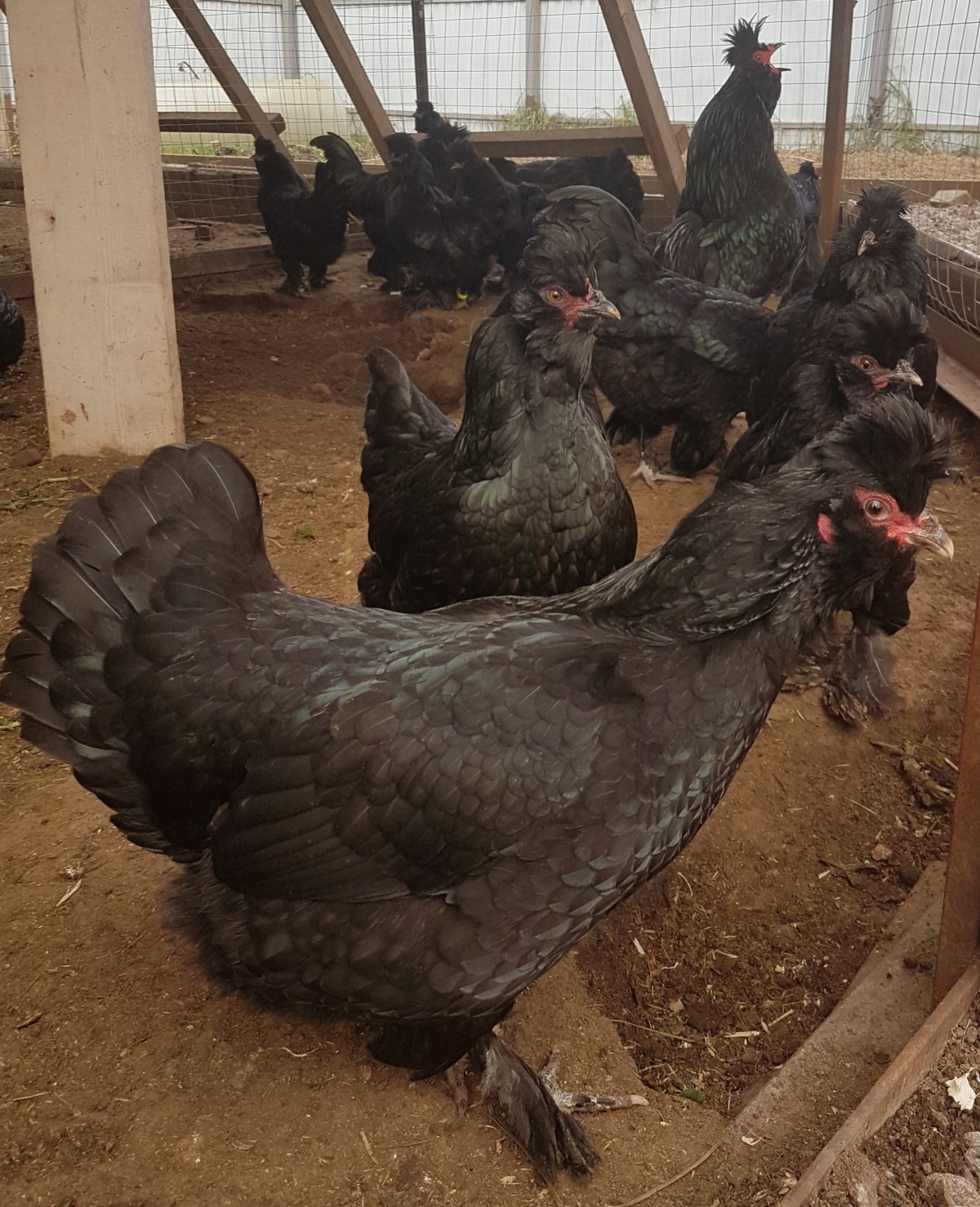 Сибирские лохмоногие куры