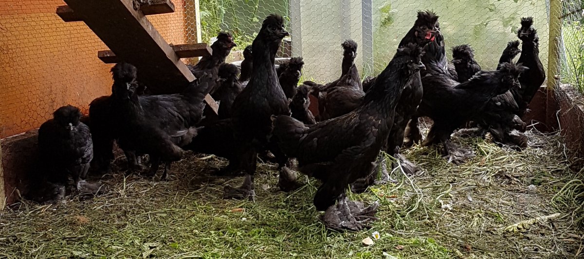 Сибирская хохлатая мохноножка