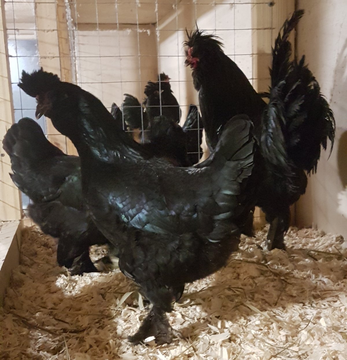 Сибирская хохлатая мохноножка