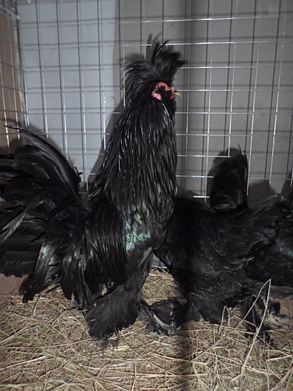 Куры Сибирская мохноножка