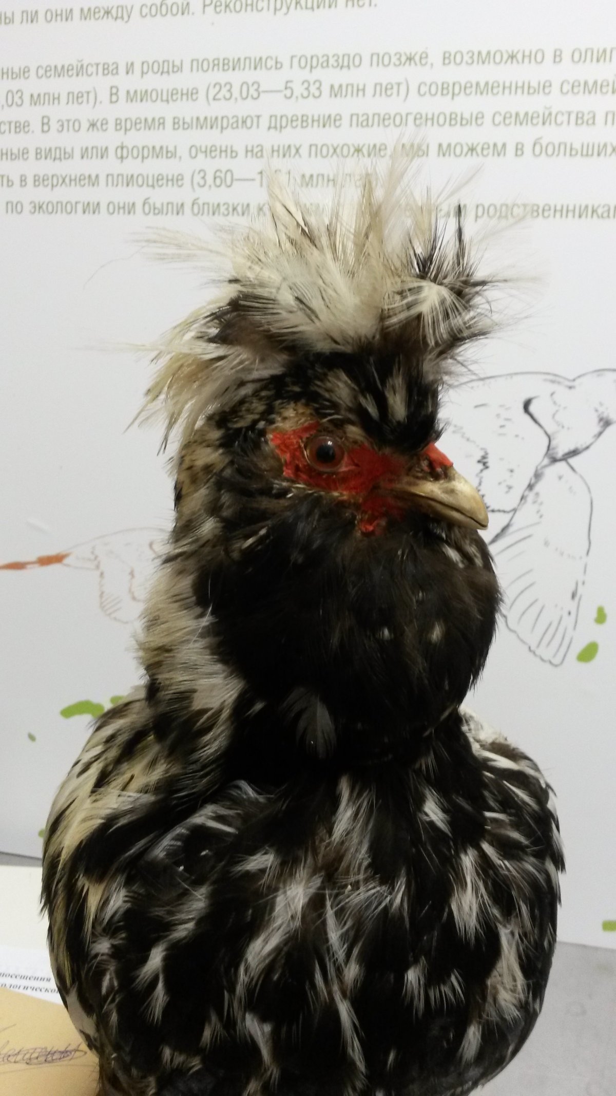 Мильфлер порода кур описание