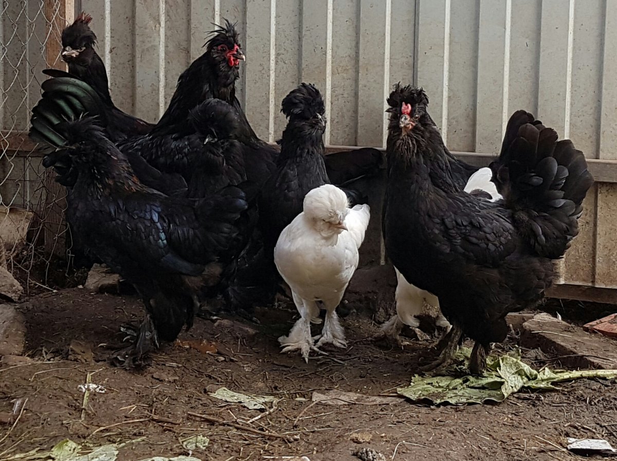 Сибирская хохлатая мохноножка