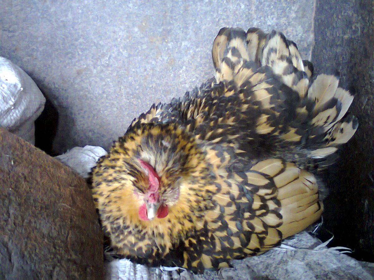 Хохлатая мохноножка