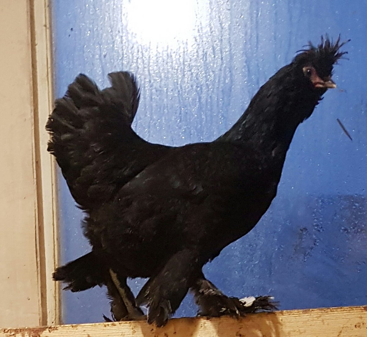 Куры Сибирская мохноножка