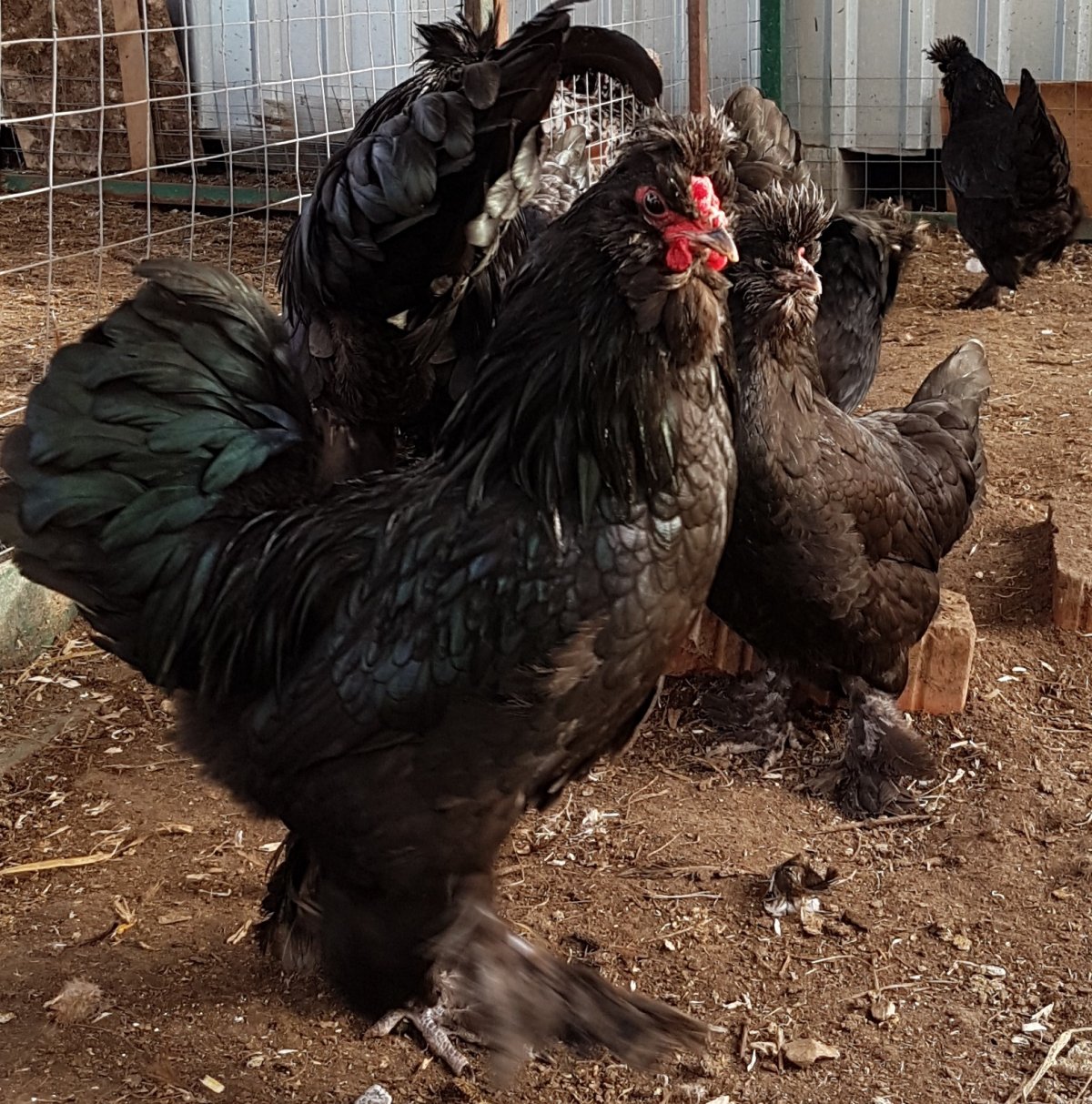 Сибирская мохноножка курица