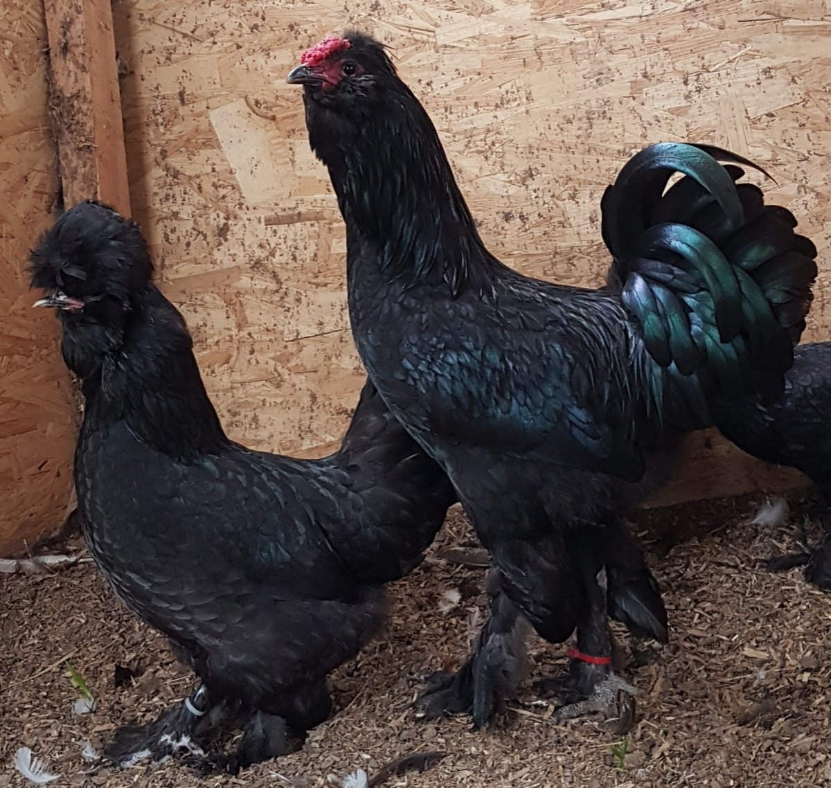 Сибирская мохноножка петух