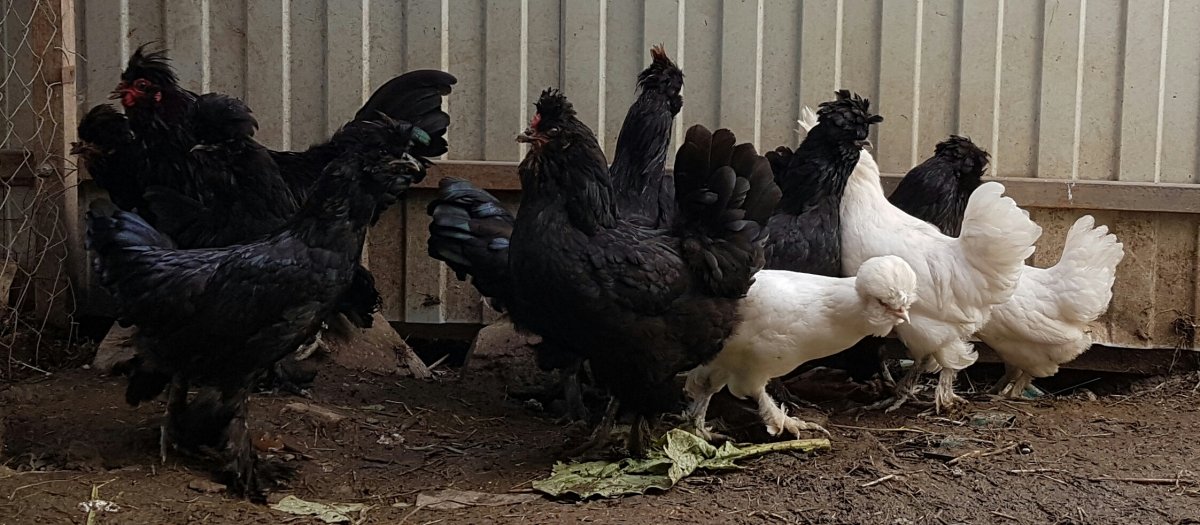 Хохлатая Курочка падуан