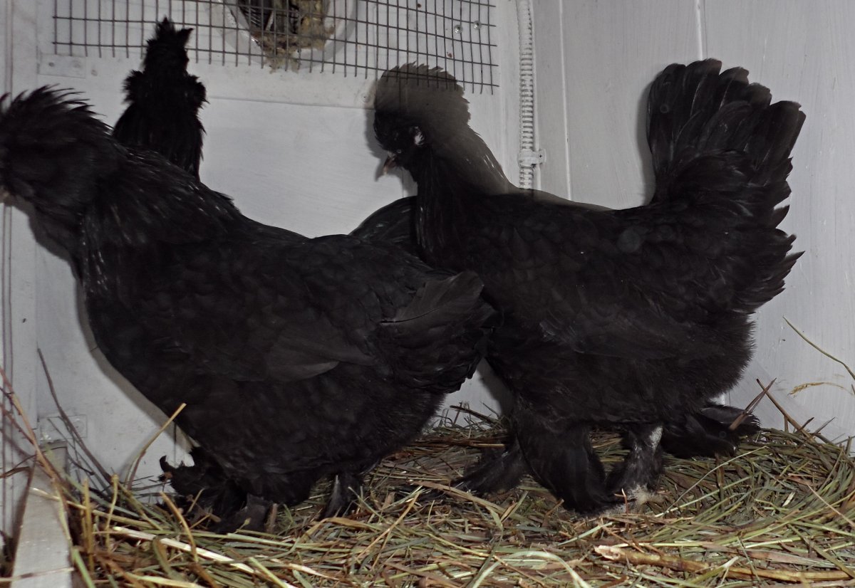 Сибирская мохноногая курица