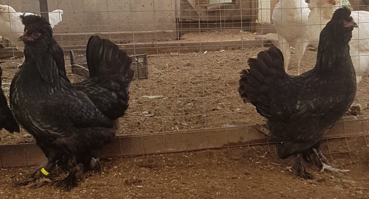 Черные мохноногие куры