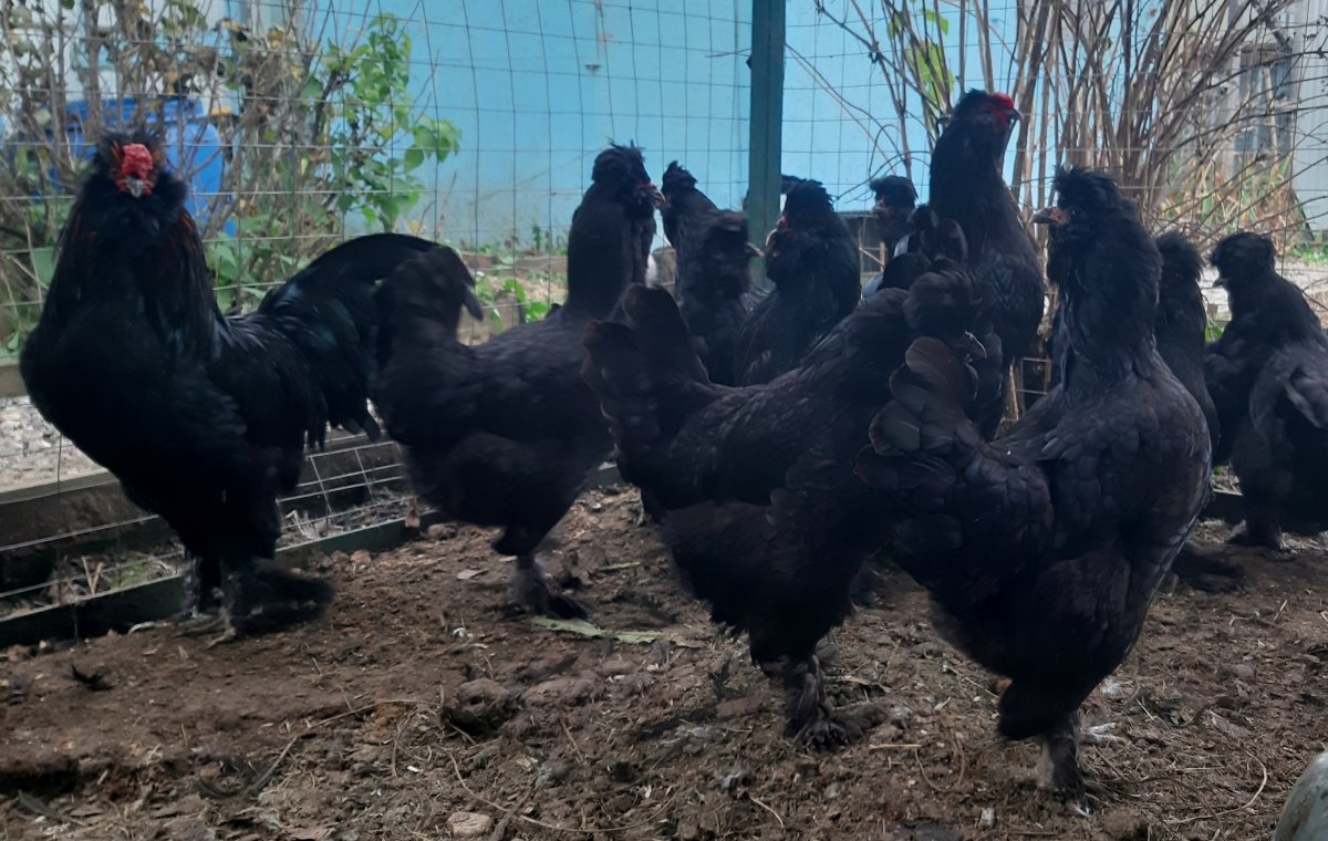 Хохлатые бородатые мохноногие куры