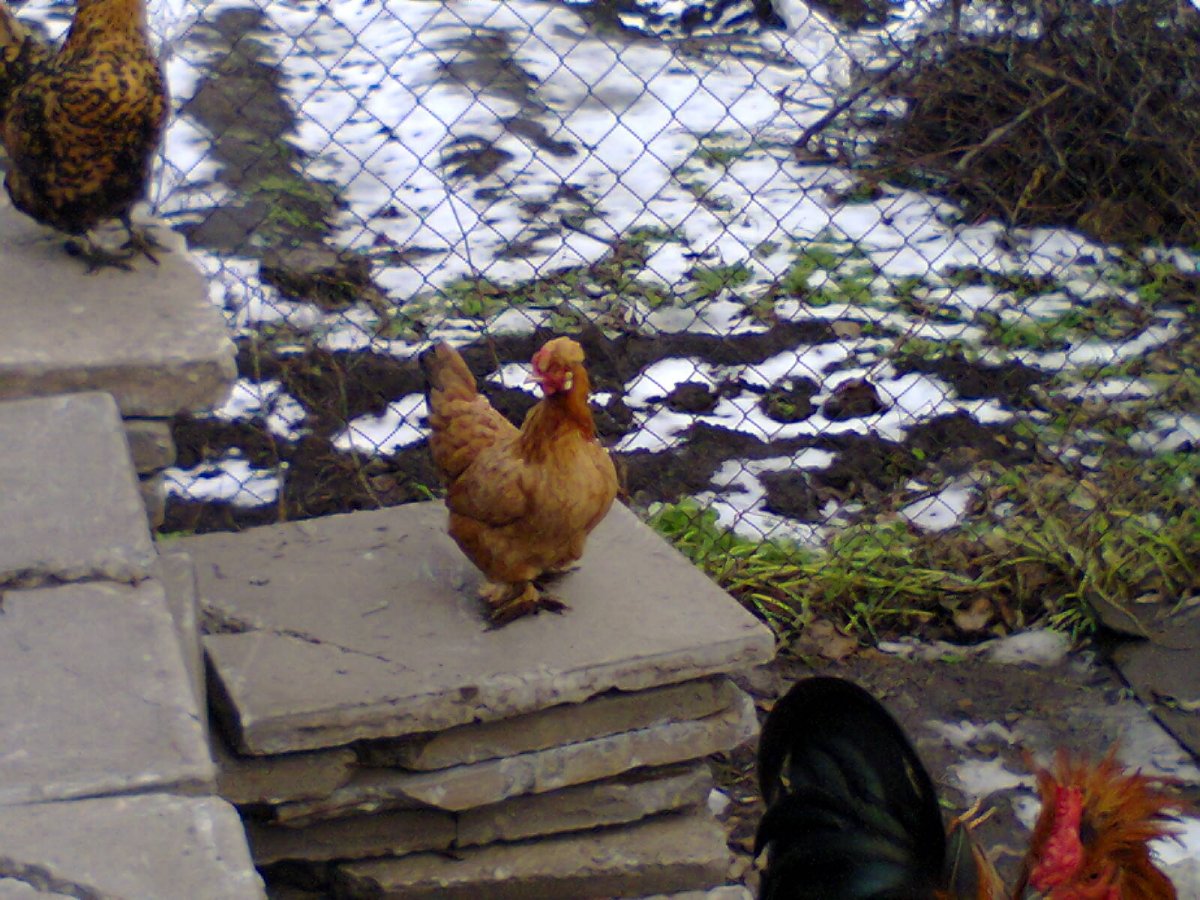 Куры Сибирская лох монашка