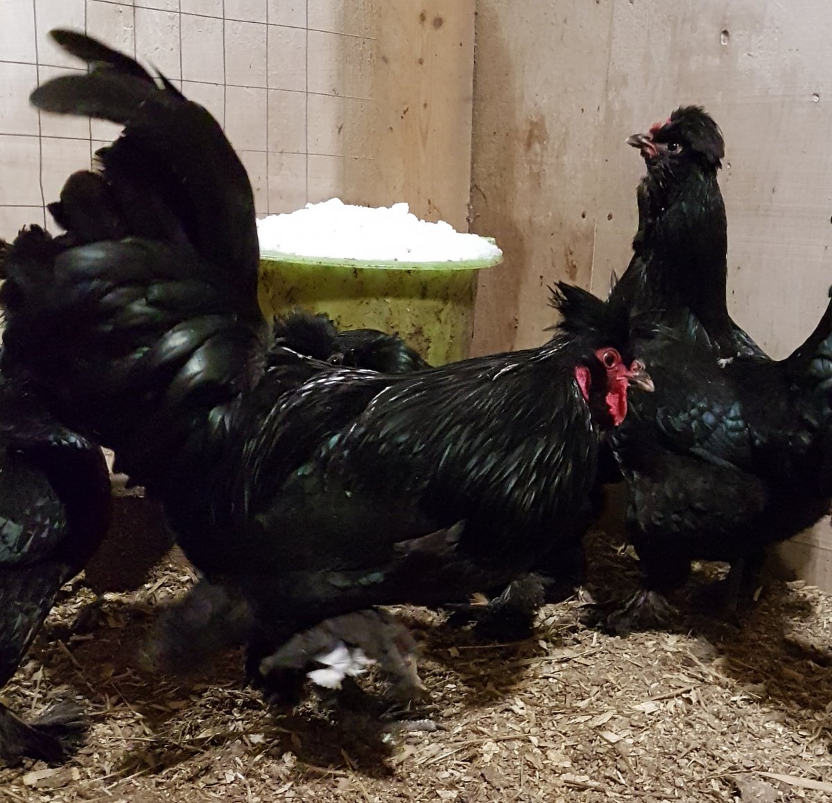 Курица Павловская мохноножка