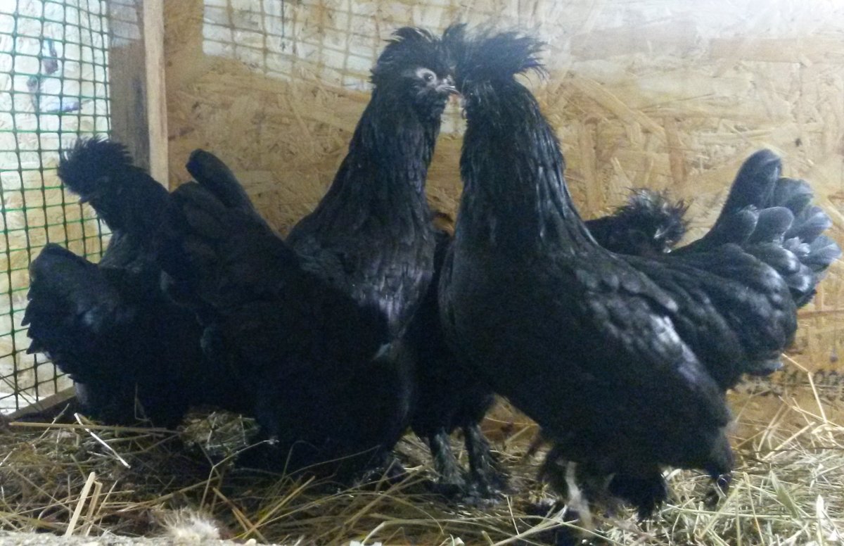 Сибирская лохмоногая порода