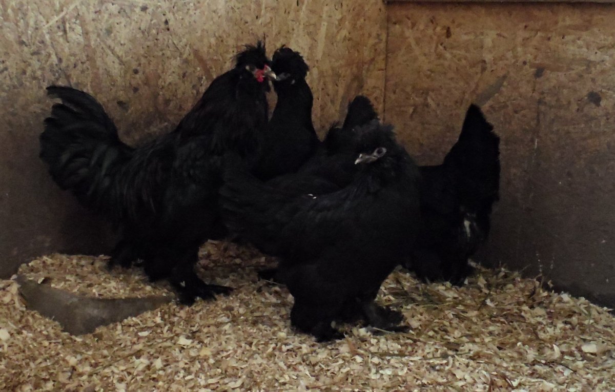 Куры Доминант Ухейилюй