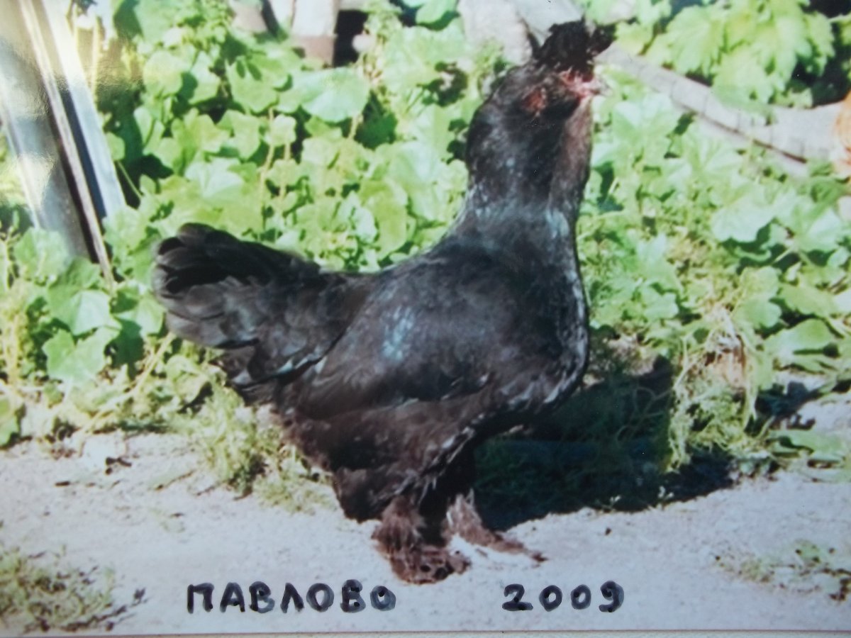 Куры Сибирская лохмоножка