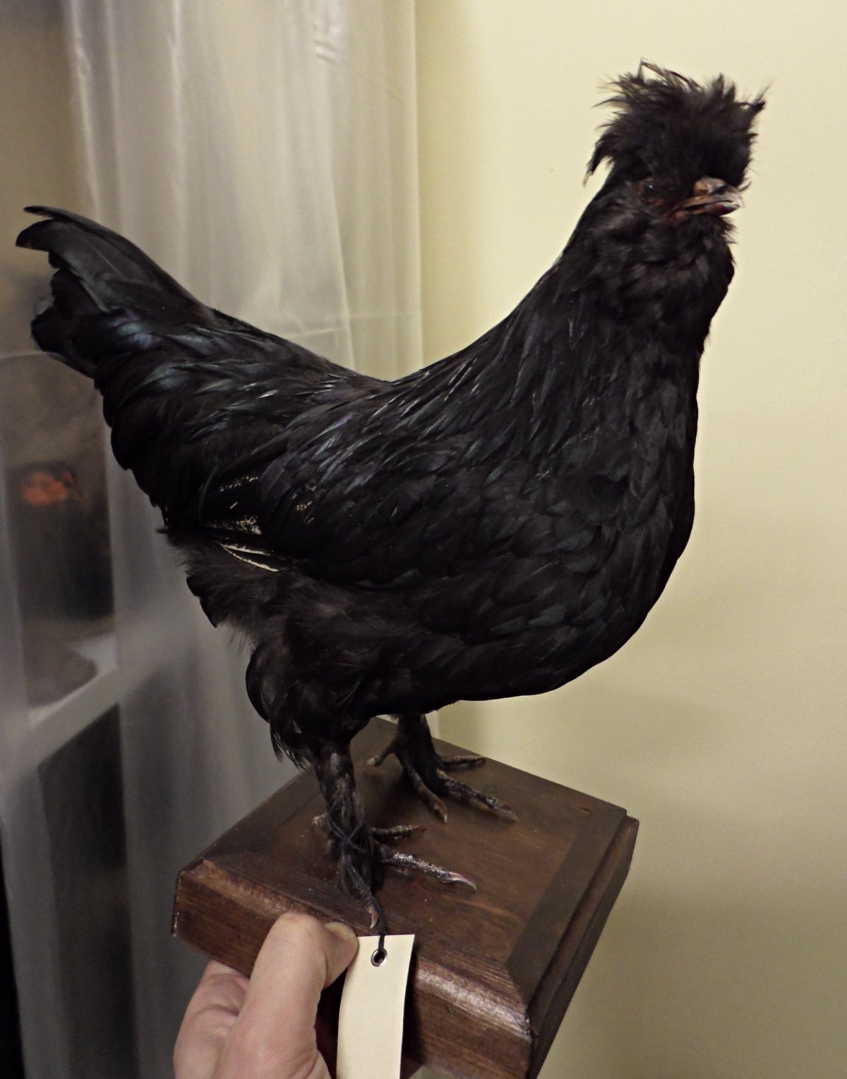 Сибирская хохлатая мохноножка