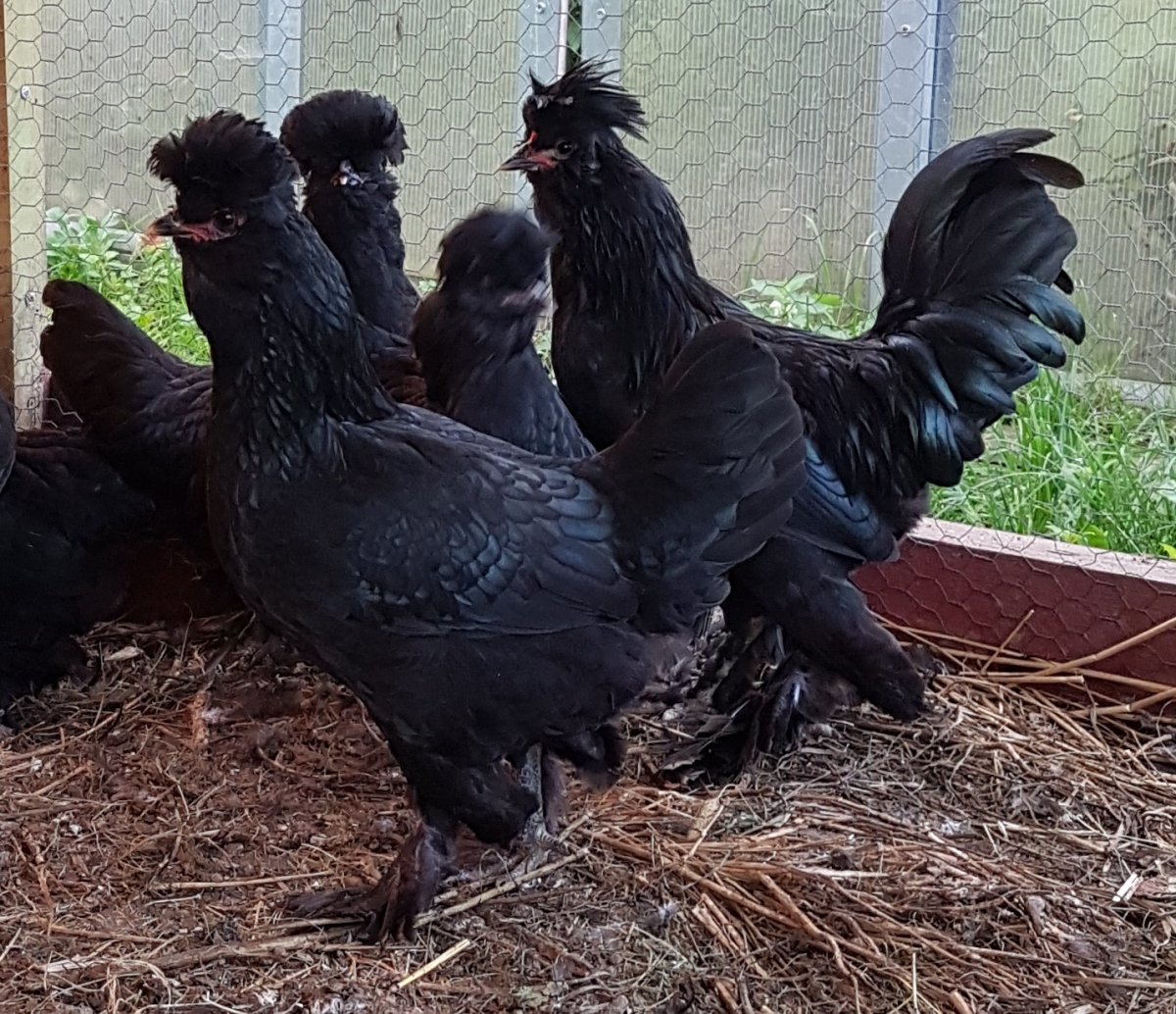 Московская чёрная порода кур