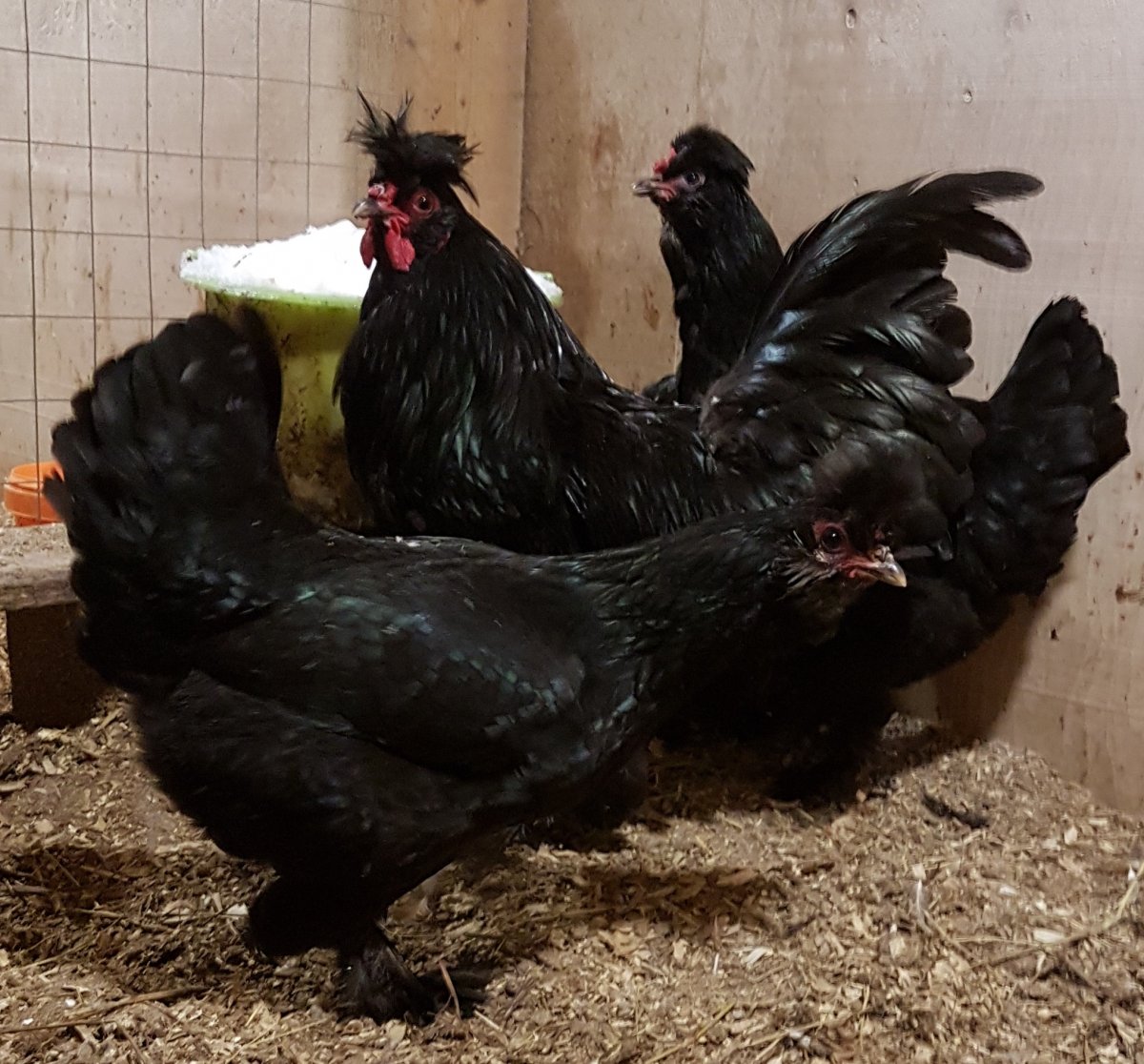 Сибирская мохноножка цыплята маленькие