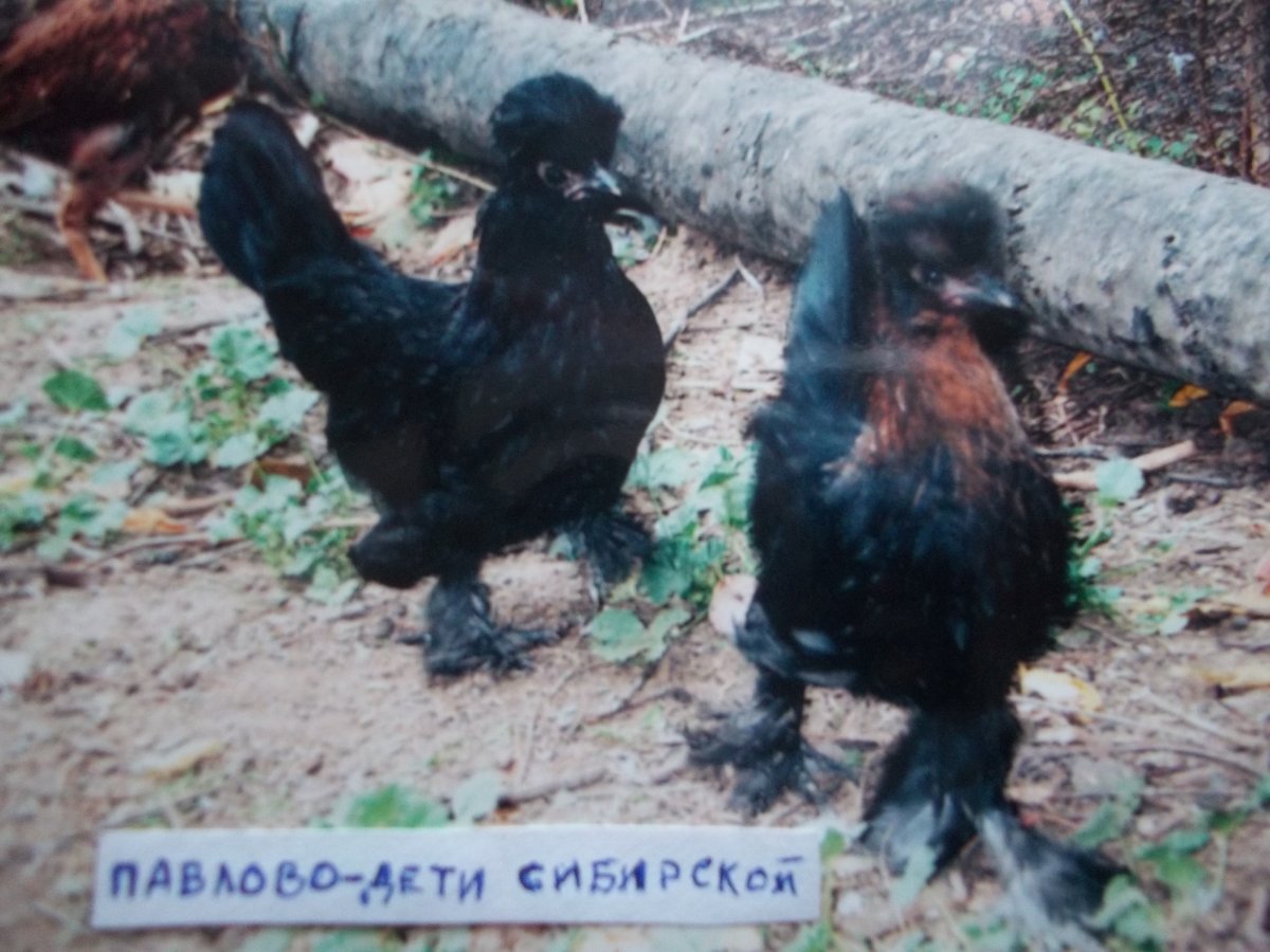 Сибирская хохлатая мохноножка