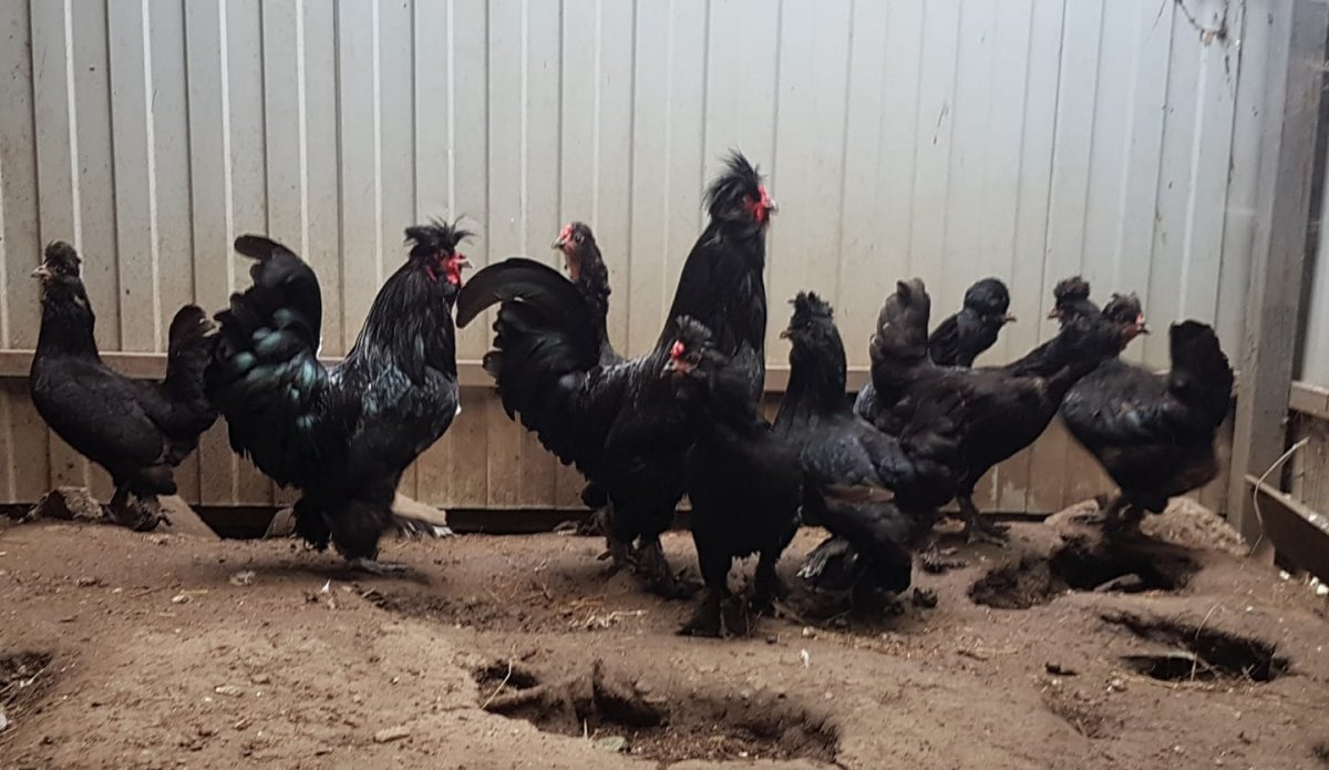 Карликовые кохинхины куры