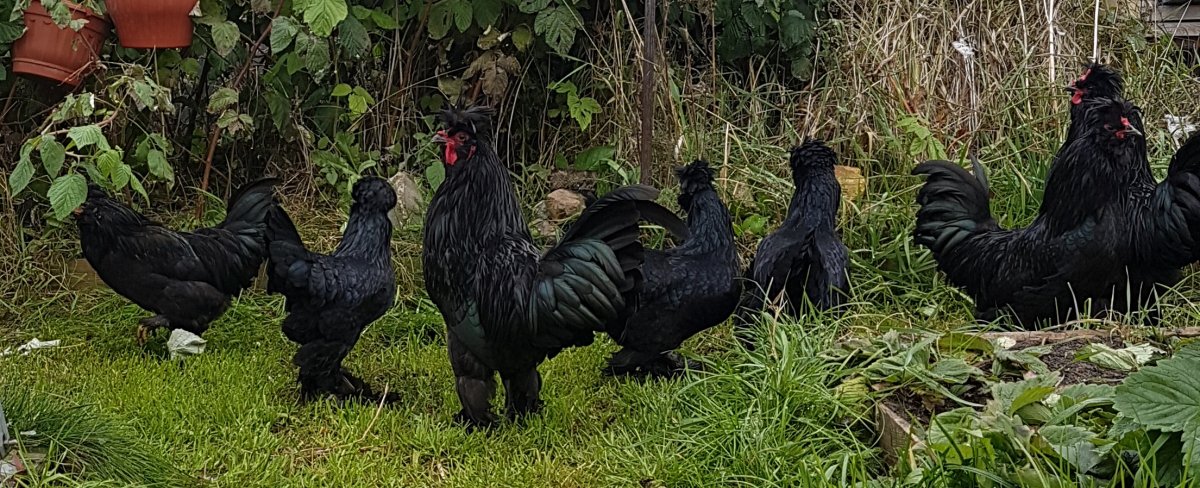 Сибирская мохноногая курица