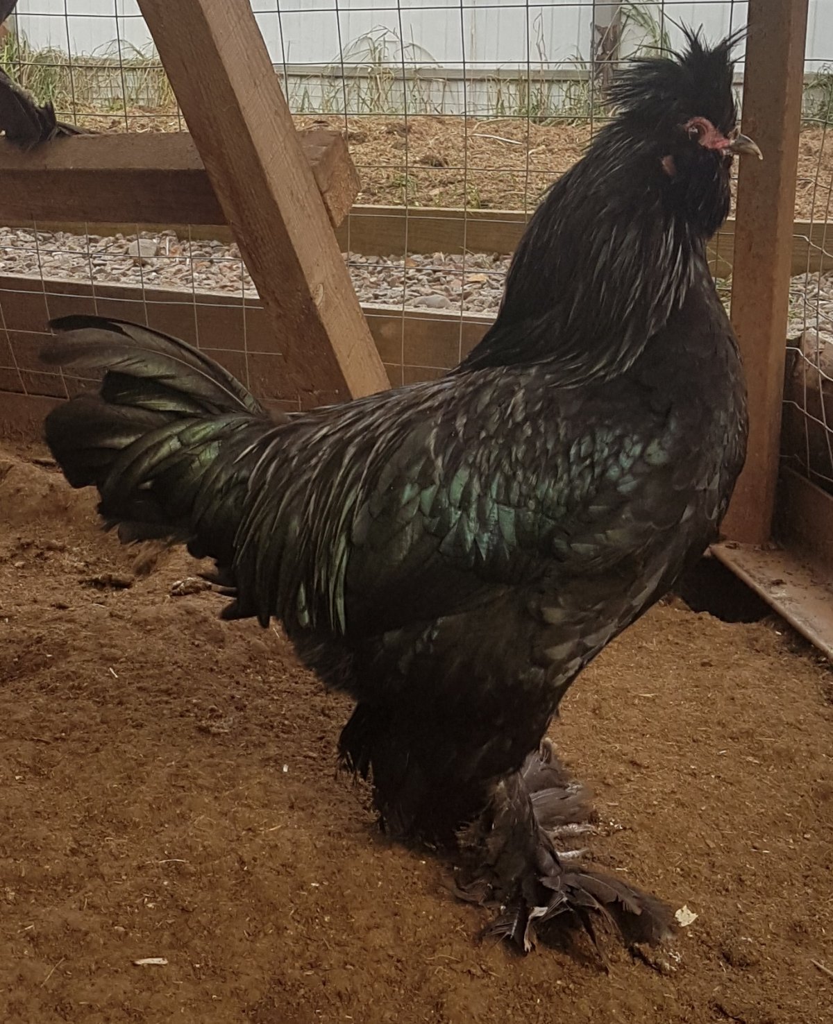 Сибирские мохноногие куры