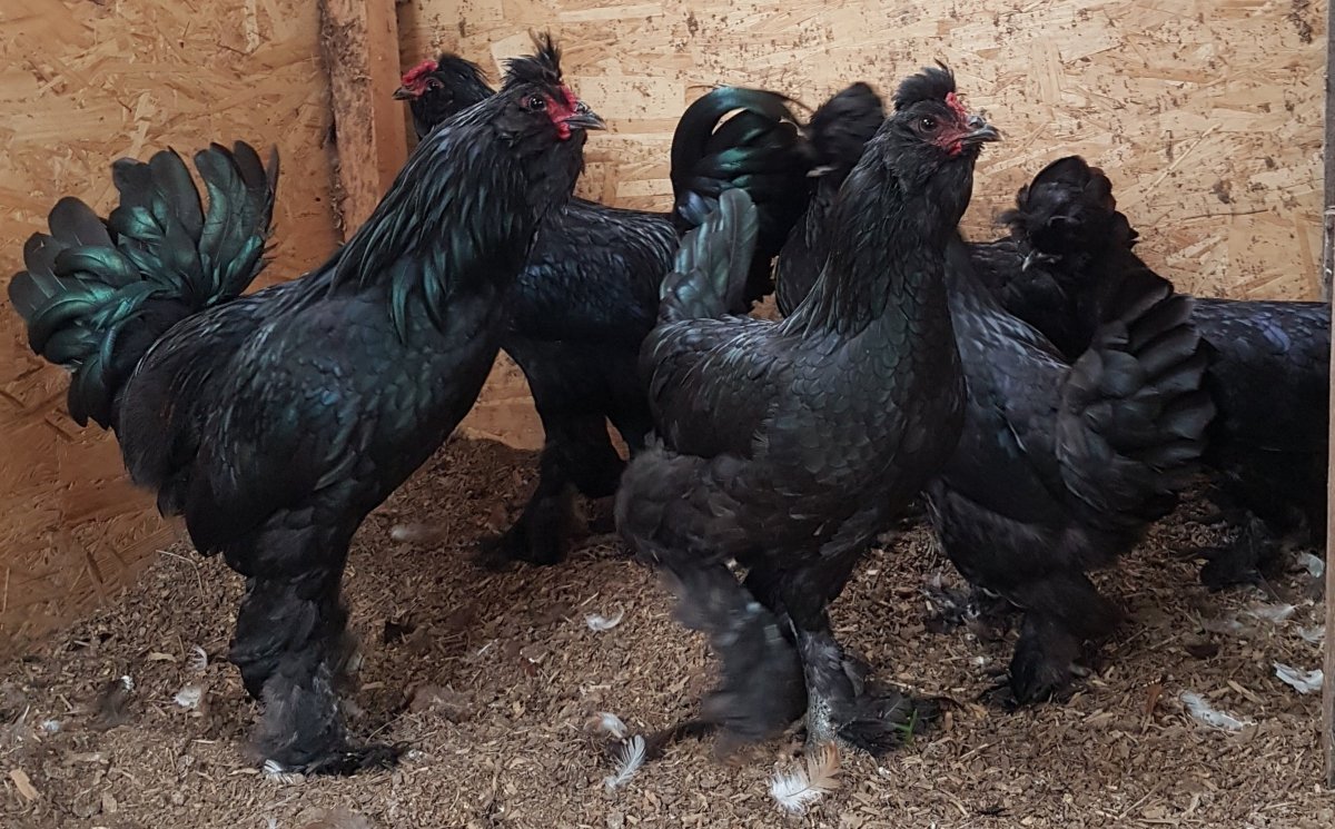 Цыплята сибирской мохноножки