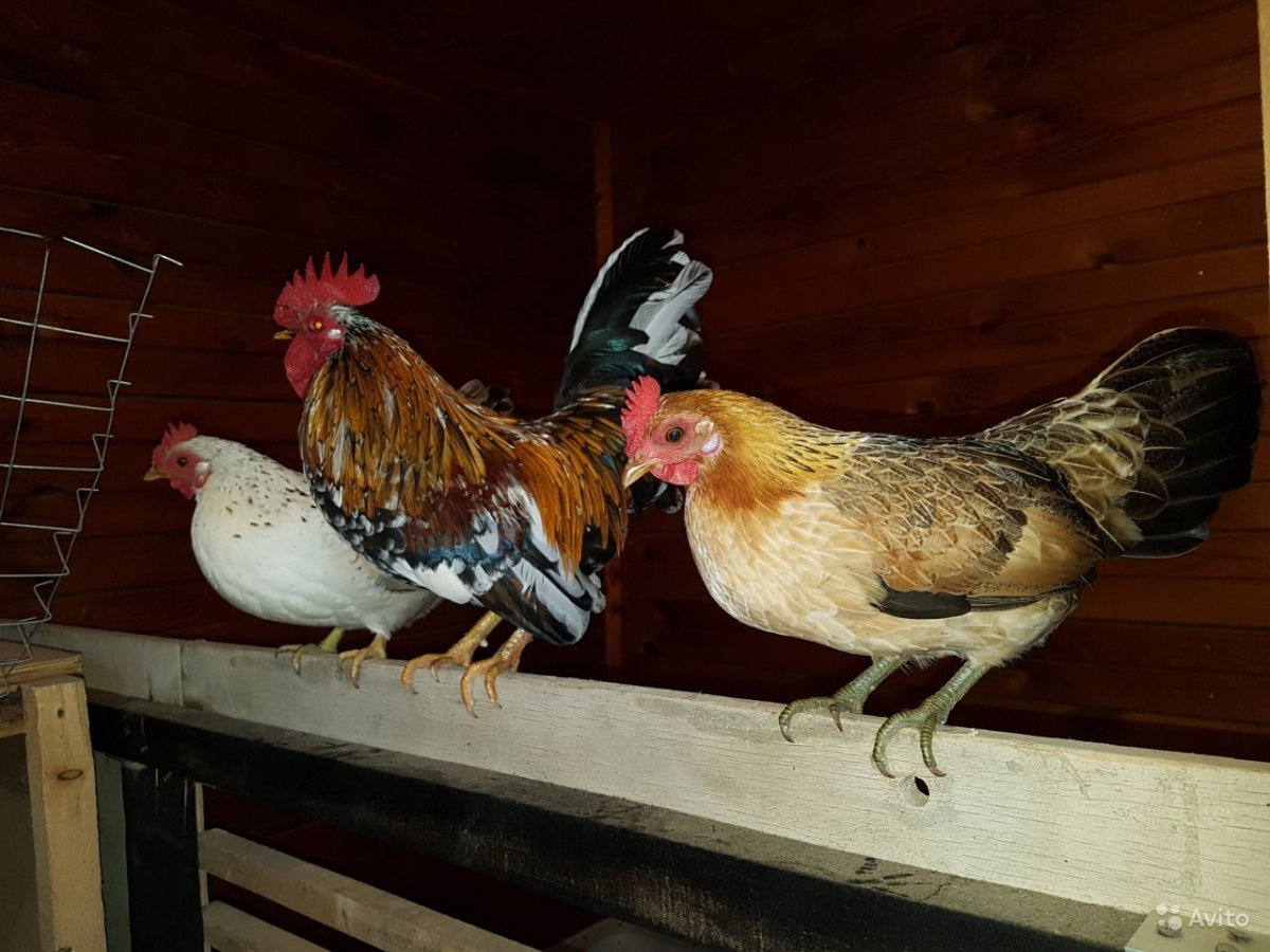 Сибирская мохноножка курица